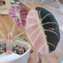 Corm of Alocasia Black Velvet Pink Variegated Image 2
