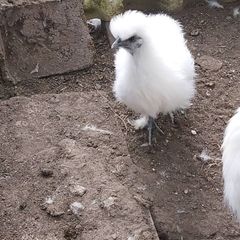 Silkie