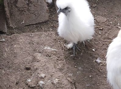 Silkie