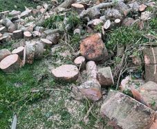 Tree service able for all work