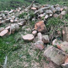Tree service able for all work