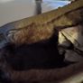 Ugg Style Slippers/Shoes..... Image 4