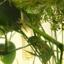 Dwarf shrimps for fish tank Image 2