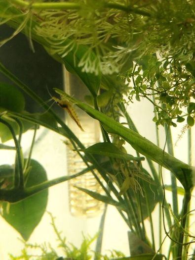 Dwarf shrimps for fish tank