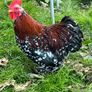 Bantam cockerels Image 3