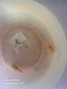 albino bristlenose plecos