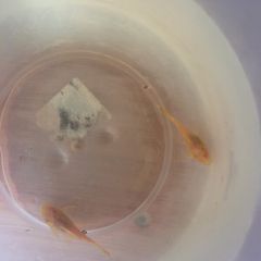 albino bristlenose plecos