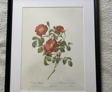 Ariel press poster 1989 of roses