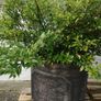 Garden shrubs Image 2