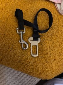 Dog car seat-belt tether for securing a dog while travelling.