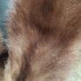 Art Deco Double Pelt Mink Cape Image 4