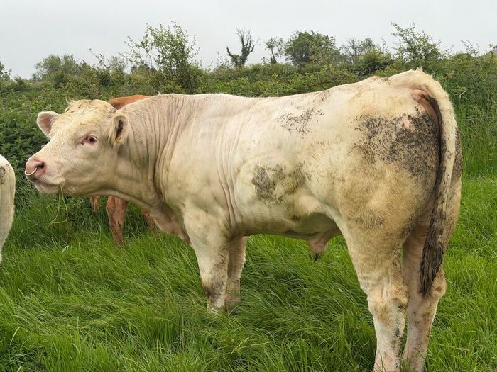 Bull