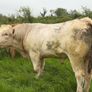 Bull Image 7