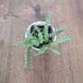 Crassula hottentot succulent Image 2