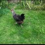 hen poultry Image 5