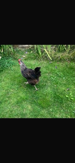 hen poultry