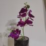 orchid flower Image 5