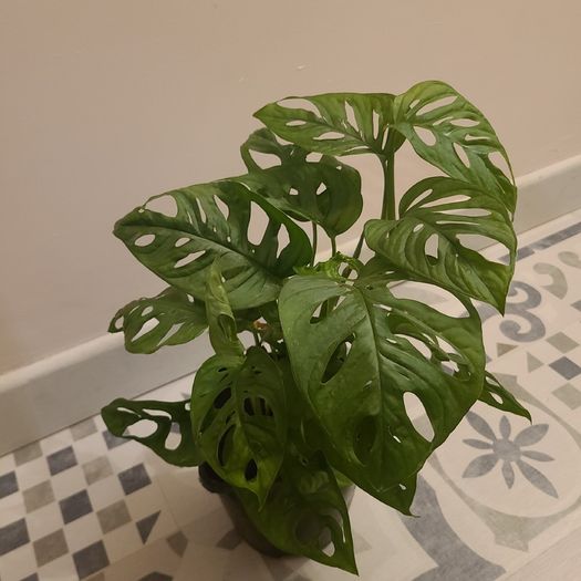 Monstera Adansonii House plant