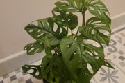 Monstera Adansonii House plant