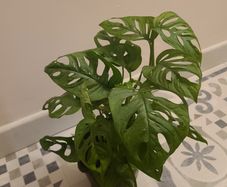 Monstera Adansonii House plant