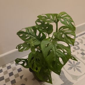 Monstera Adansonii House plant