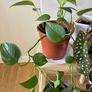 House Plant Bundle Image 6