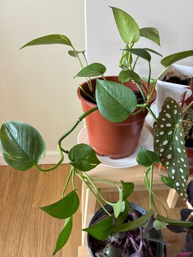 House Plant Bundle