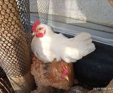 American Rooster