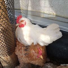 American Rooster