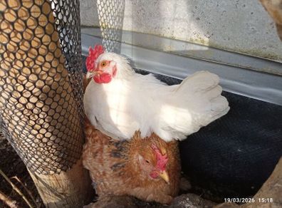 American Rooster