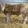 Charolais Bullock Weanling Calves Image 9
