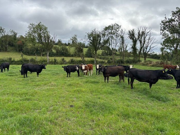Angus and white head heifers