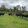Angus and white head heifers Image 4
