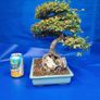 Chinese Elm Bonsai Image 4