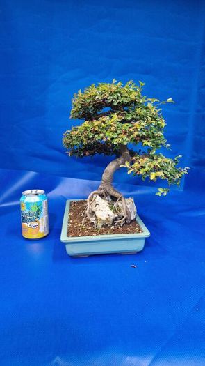 Chinese Elm Bonsai