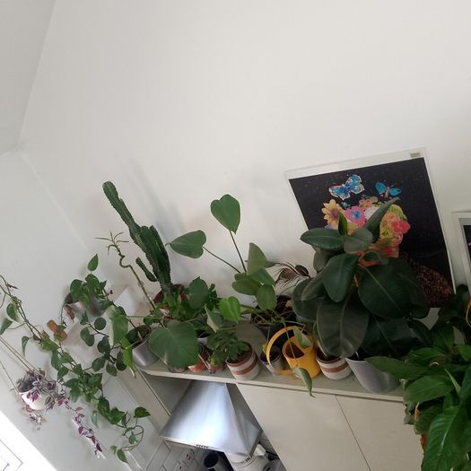 plants