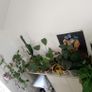 plants Image 2
