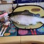 "Syd salmon" Image 6