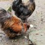 USA silkie roosters x2 Image 2