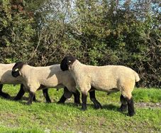 Suffolk Rams