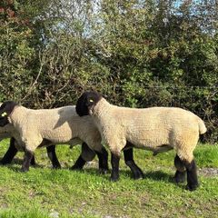 Suffolk Rams