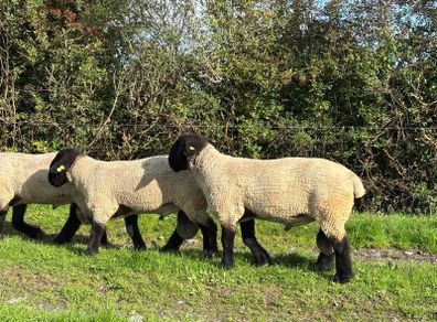 Suffolk Rams