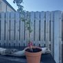 plants Image 5