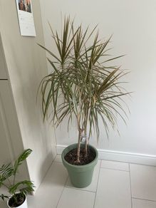 house plant