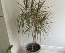 house plant