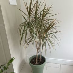 house plant