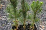 Pinus radiata - Monterey Pine