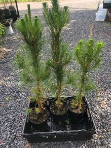 Pinus radiata - Monterey Pine