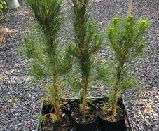 Pinus radiata - Monterey Pine