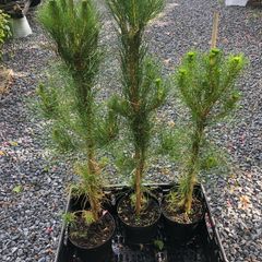 Pinus radiata - Monterey Pine